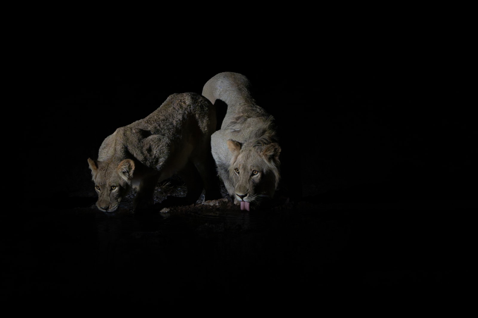 Two young lions drinking side by side at a waterhole in the dark, one looking up at the camera