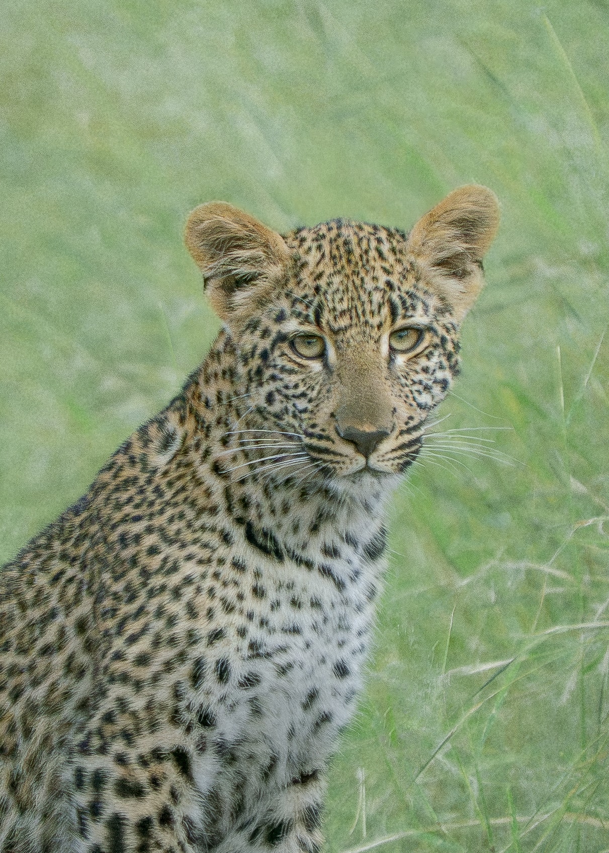 leopard · savanna · South Africa