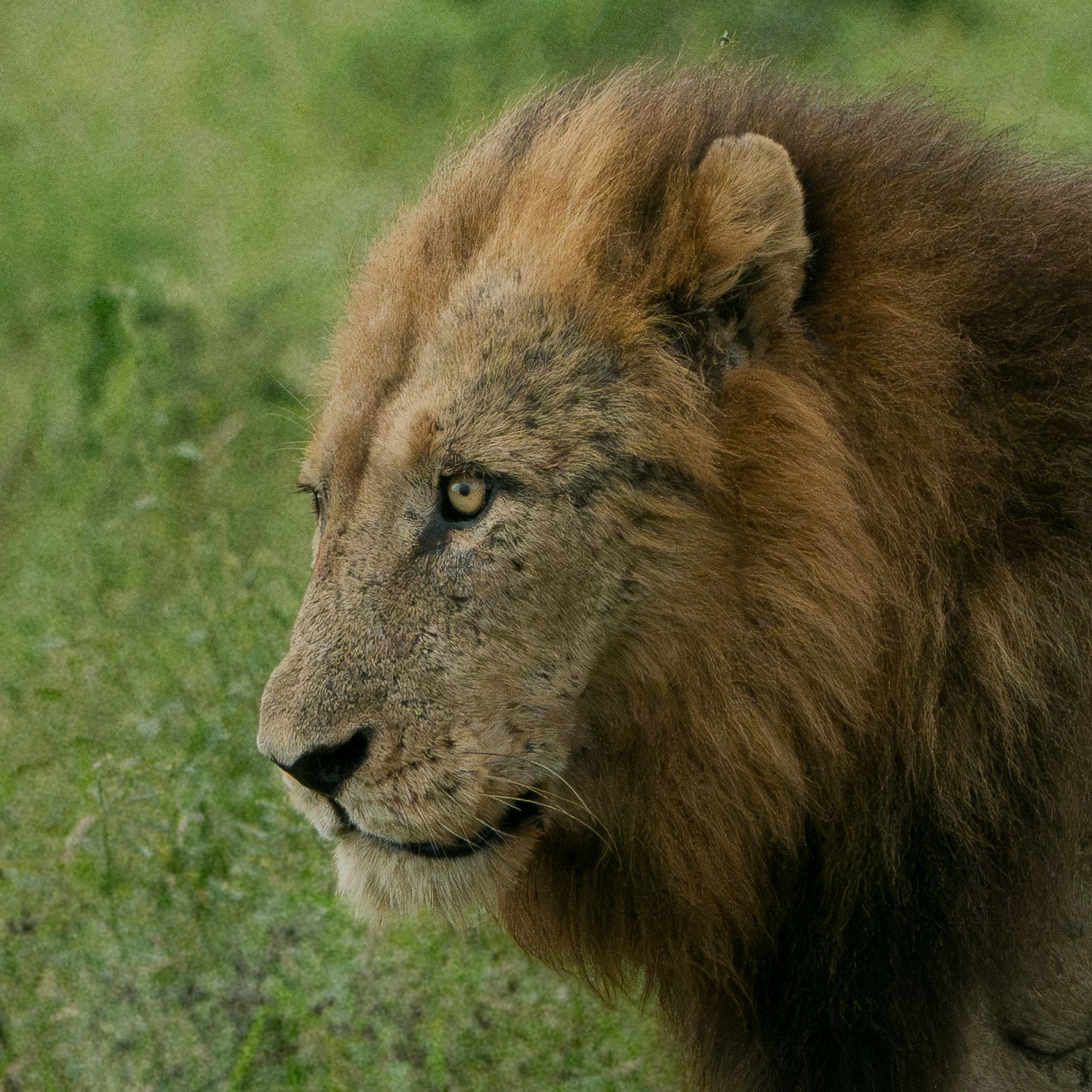 lion · savanna · South Africa