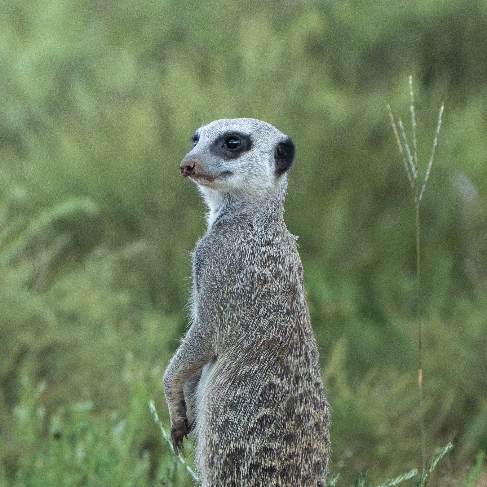 meerkat · karoo · South Africa