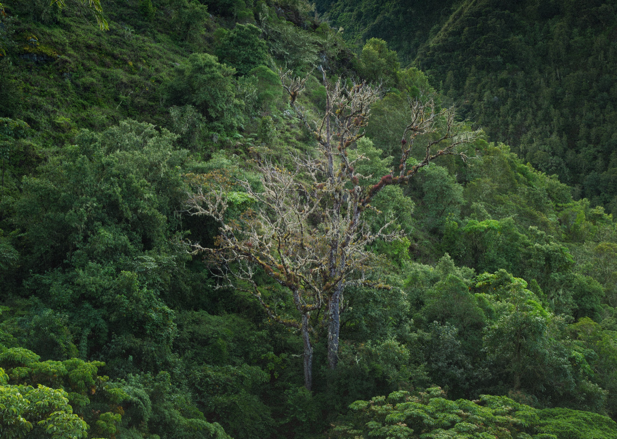 Talamancan oak · cloud forest · Costa Rica