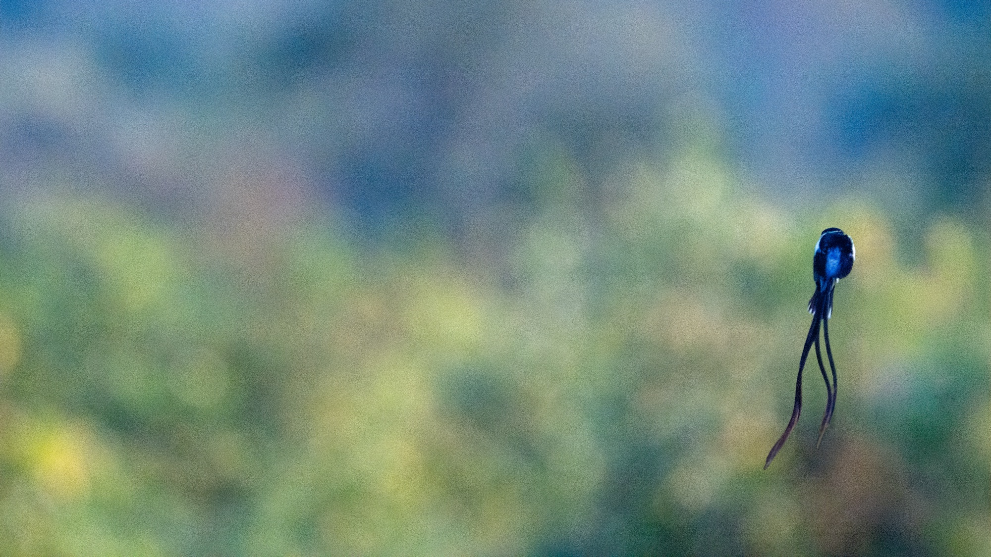 pin-tailed whydah · mopane · South Africa