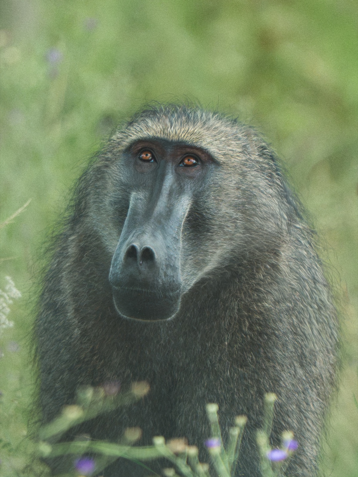 A chacma baboon in the grasslands of Limpopo, South Africa