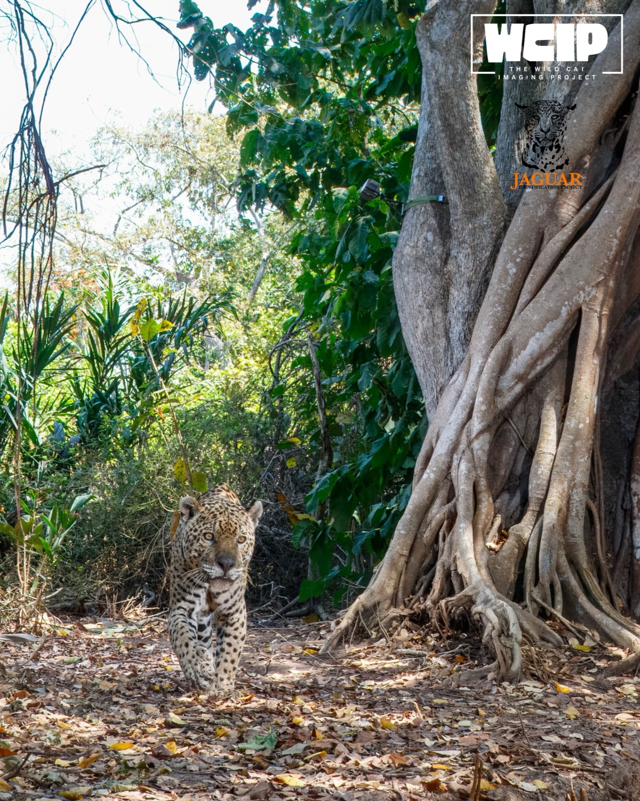 A jaguar passing a camera trap in the northern Pantanal, Brazil